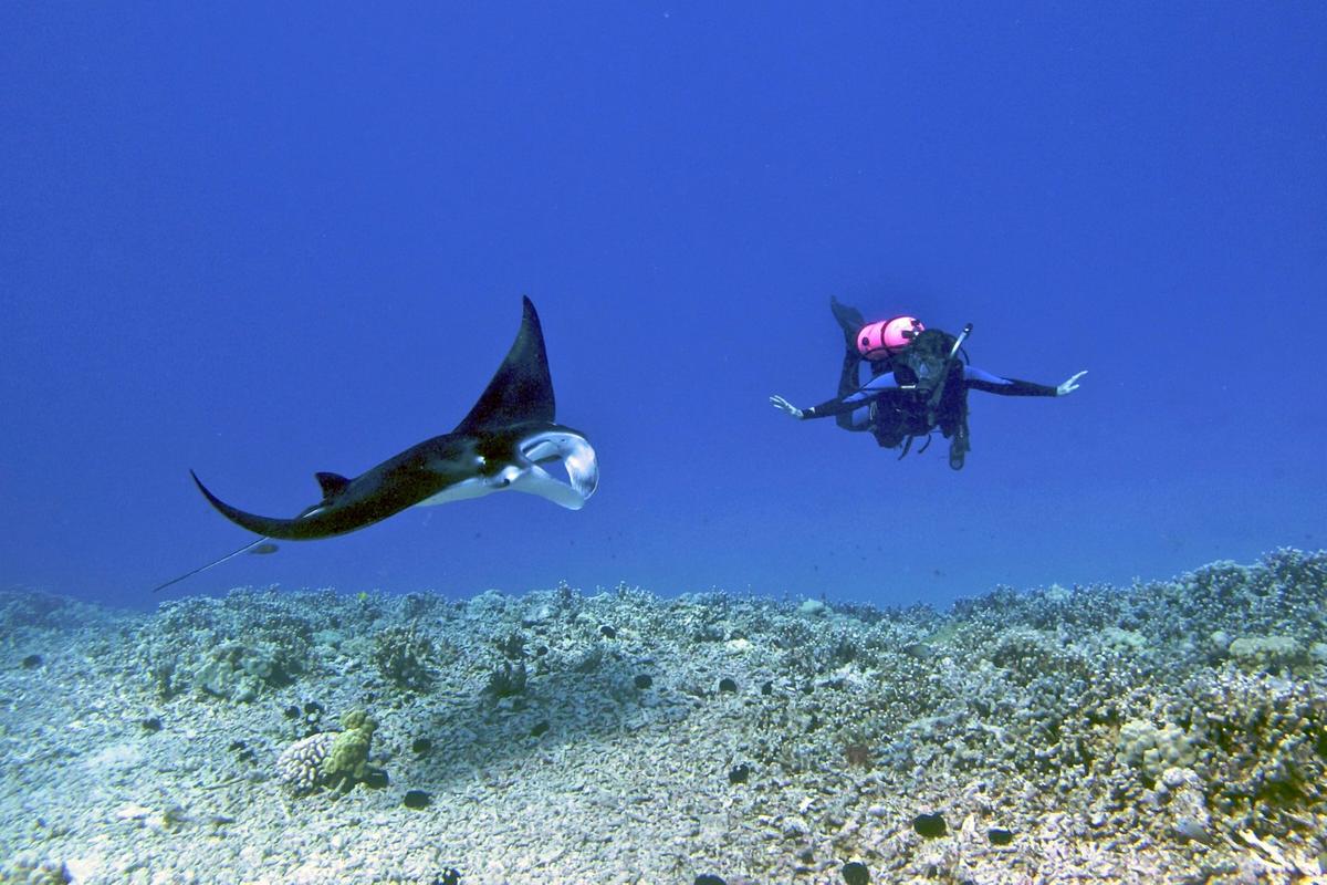 A reef manta ray gliding past a diver in the waters off the Kona coast