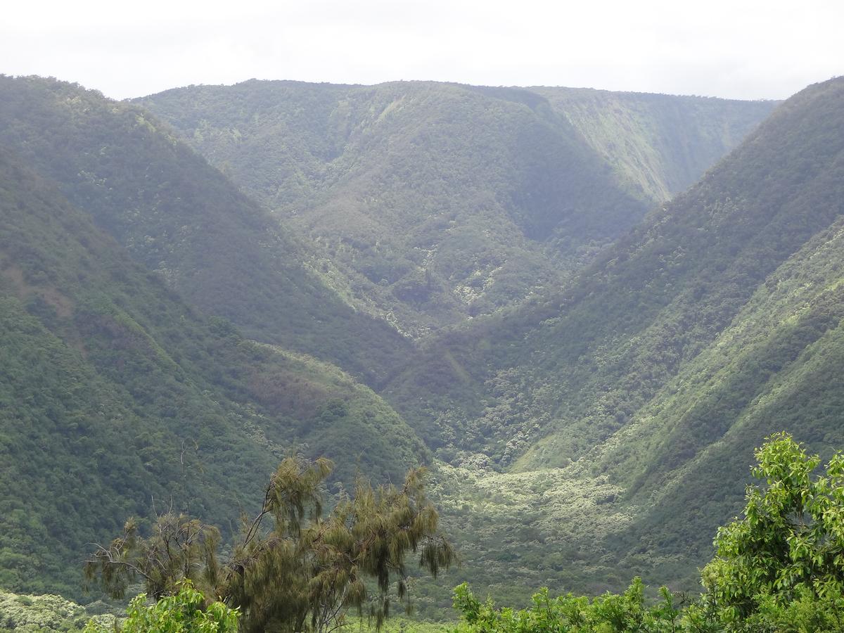 Green cliffs of Pololū Valley seen from the lookout at the end of the Kohala road