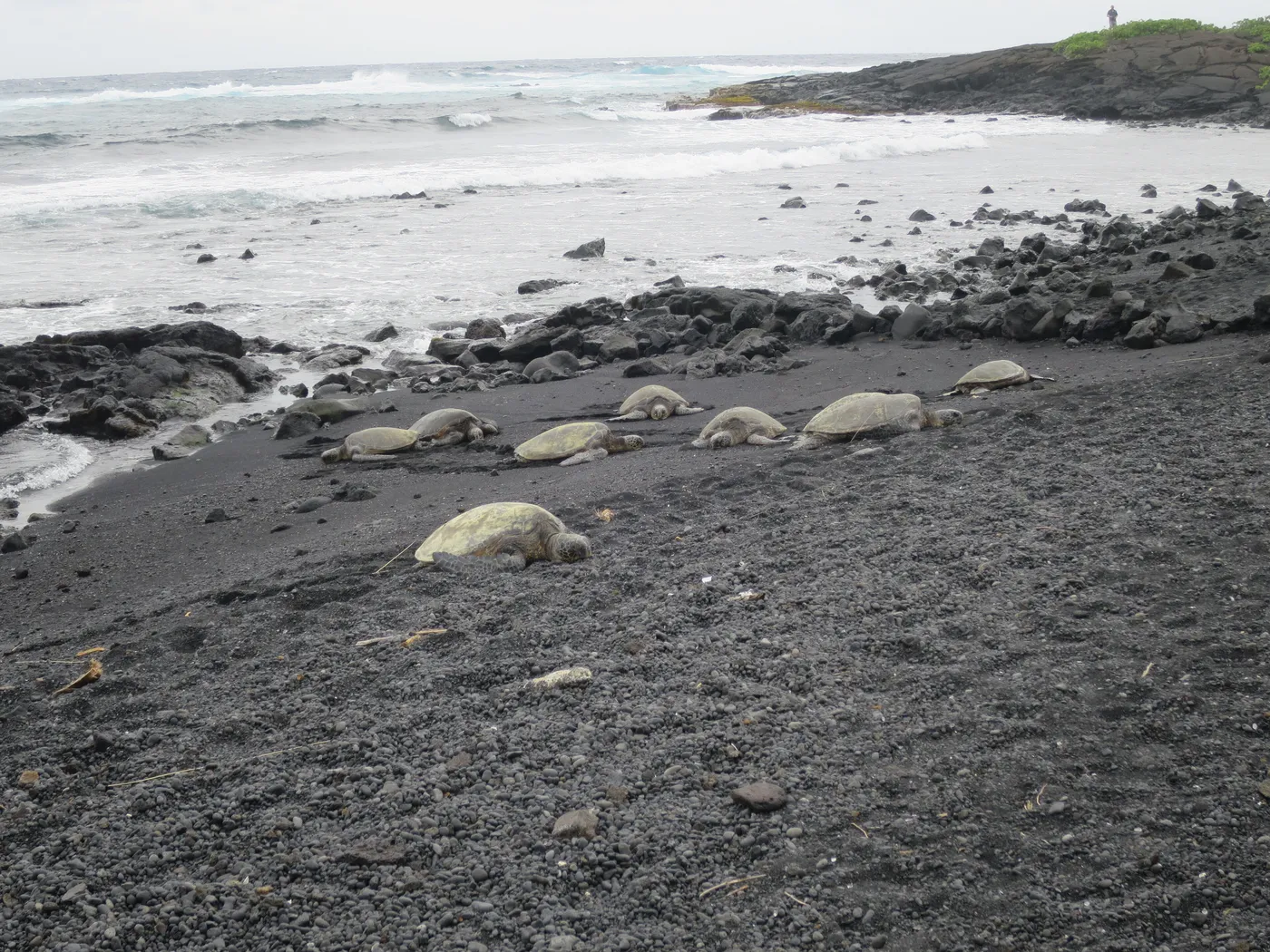 Green sea turtles resting on the black sand of Punaluʻu beach