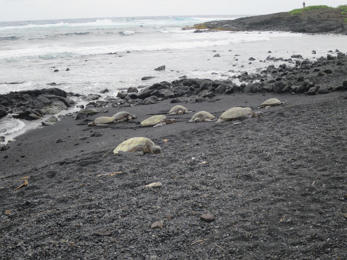 Green sea turtles resting on the black sand of Punaluʻu beach